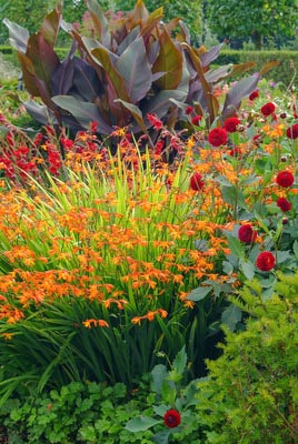 Crocosmia, Crocosmias, Companion Plants. Best Crocosmia, Best Crocosmias, Best Montbretia, Crocosmia x Crocosmiiflora, Montbretia, Coppertips, Falling Stars,